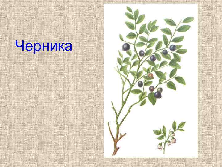 Черника 
