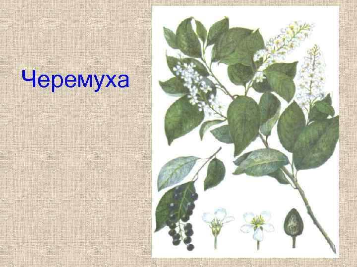 Черемуха 