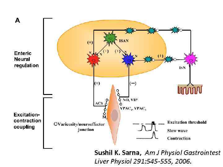 Sushil K. Sarna, Am J Physiol Gastrointest Liver Physiol 291: 545 -555, 2006. 