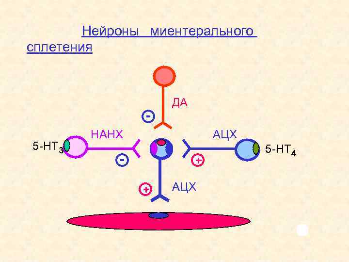  Нейроны миентерального сплетения 5 -НТ 3 ДА НАНХ АЦХ - + + АЦХ