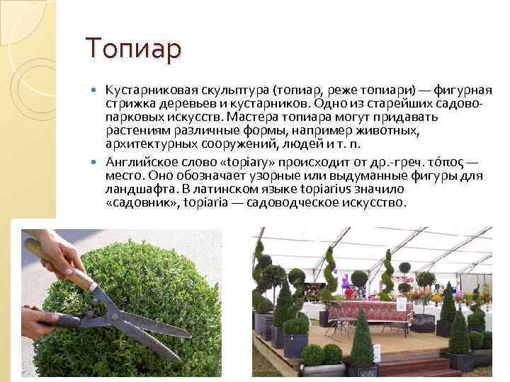Топиар Кустарниковая скульптура (топиар, реже топиари) — фигурная стрижка деревьев и кустарников. Одно из