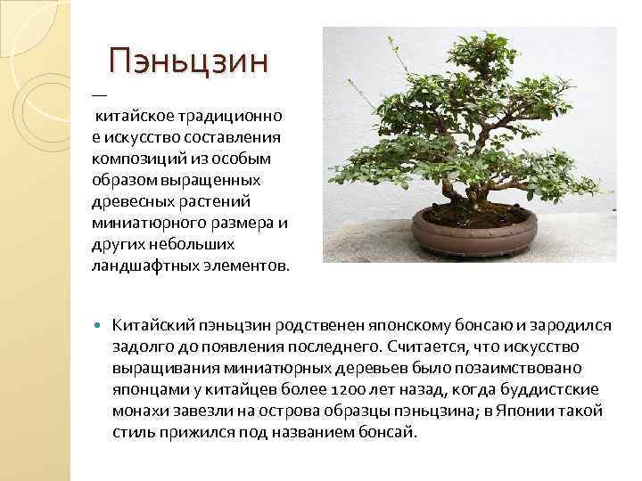 Пэньцзин — китайское традиционно е искусство составления композиций из особым образом выращенных древесных растений