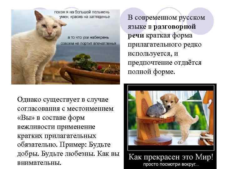 В современном русском языке в разговорной речи краткая форма прилагательного редко используется, и предпочтение