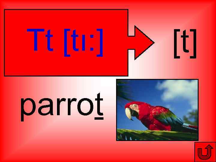 Tt [tı: ] parrot [t] 