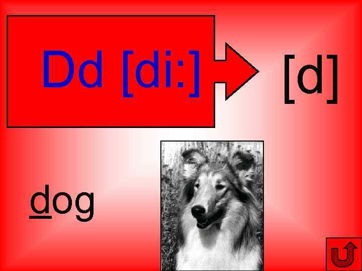 Dd [di: ] dog [d] 