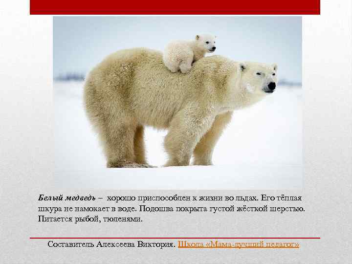 Белый медведь – хорошо приспособлен к жизни во льдах. Его тёплая шкура не намокает