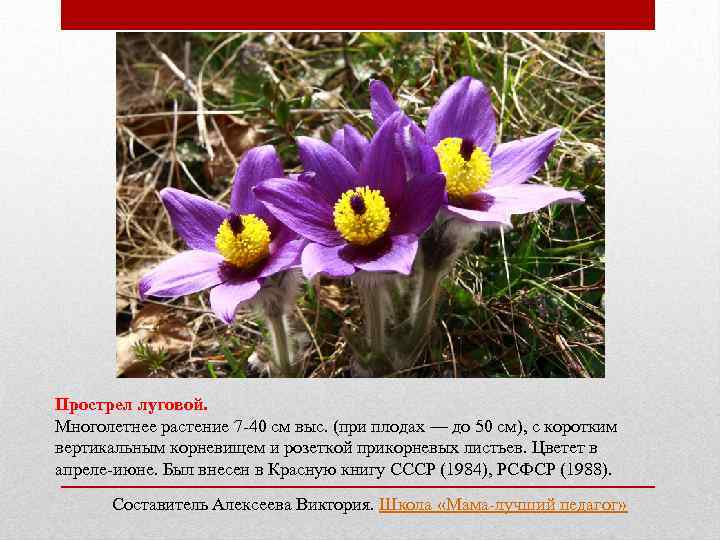 Желтые страницы красной книги россии растения фото и описание