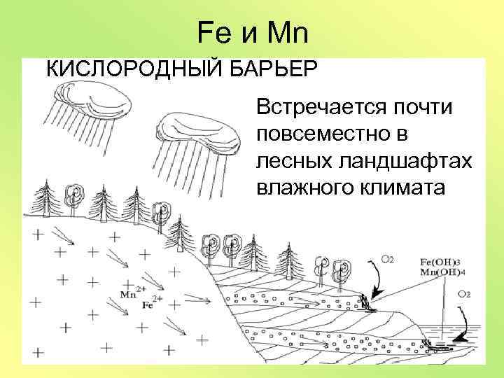 Fe и Mn КИСЛОРОДНЫЙ БАРЬЕР Встречается почти повсеместно в лесных ландшафтах влажного климата 