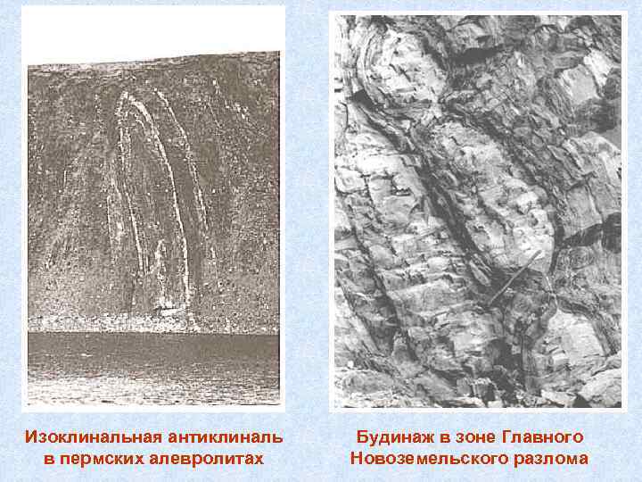 Изоклинальная антиклиналь в пермских алевролитах Будинаж в зоне Главного Новоземельского разлома 