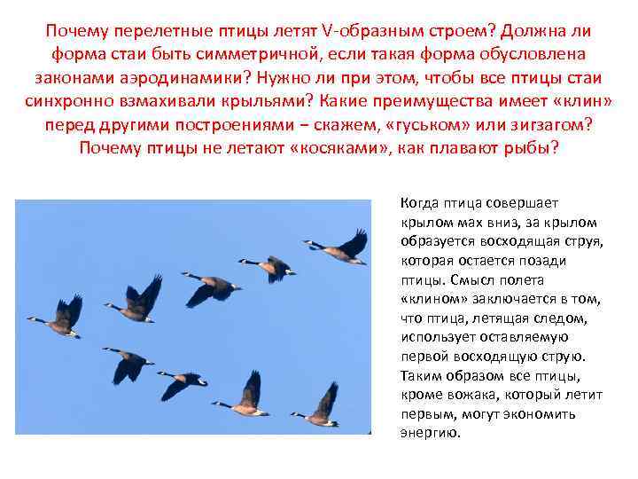 Почему перелетные птицы летят V-образным строем? Должна ли форма стаи быть симметричной, если такая