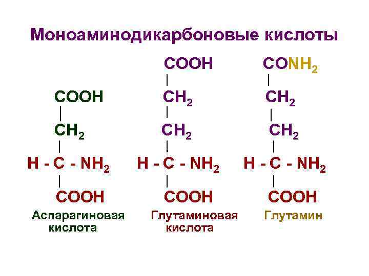 Моноаминодикарбоновые кислоты СООН СОNH 2 СООН СН 2 СH 2 СН 2 H -