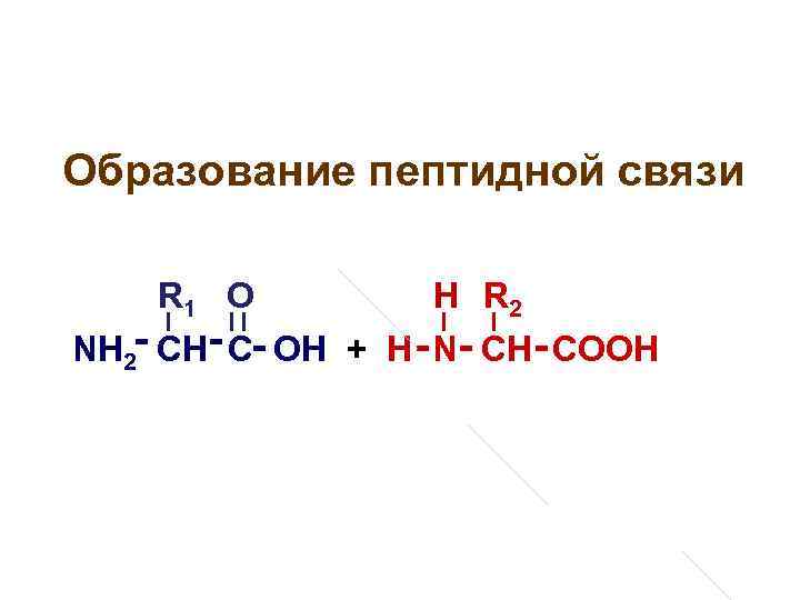 Образование пептидной связи R 1 О Н R 2 NH 2 - CH- C-