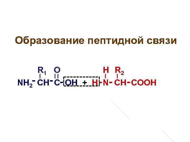 Образование пептидной связи R 1 О Н R 2 NH 2 - CH- C-