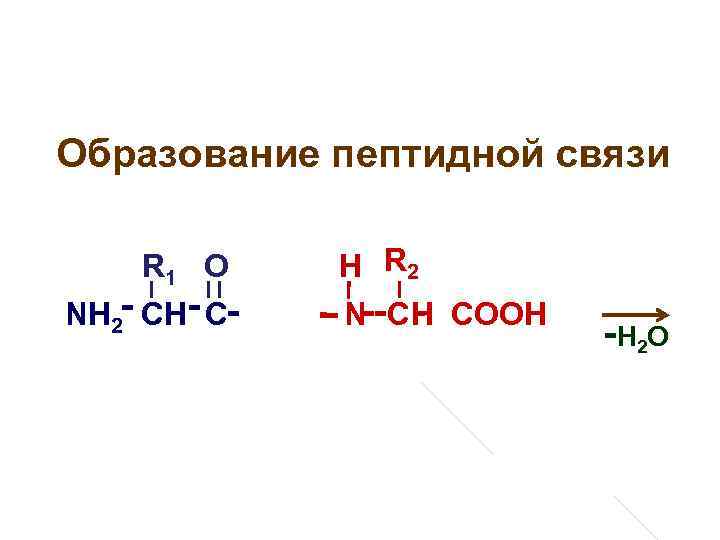 Образование пептидной связи R 1 О NH 2 - CH- C- Н R 2