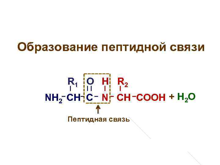 Образование пептидной связи R 1 О Н R 2 NH 2 CH C N