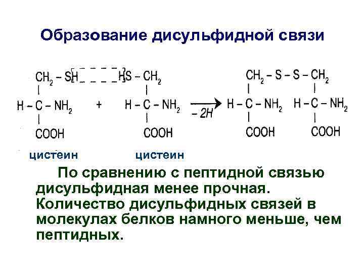 Образование дисульфидной связи цистеин По сравнению с пептидной связью дисульфидная менее прочная. Количество дисульфидных