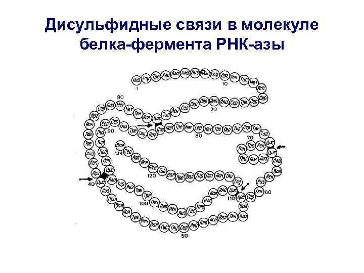 Дисульфидные связи в молекуле белка-фермента РНК-азы 