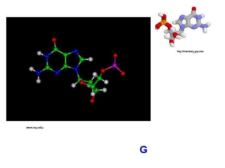 http: //chemistry. gsu. edu www. nyu. edu G 