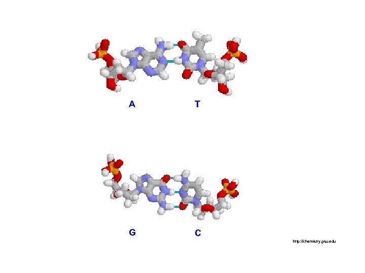 A T G C http: //chemistry. gsu. edu 