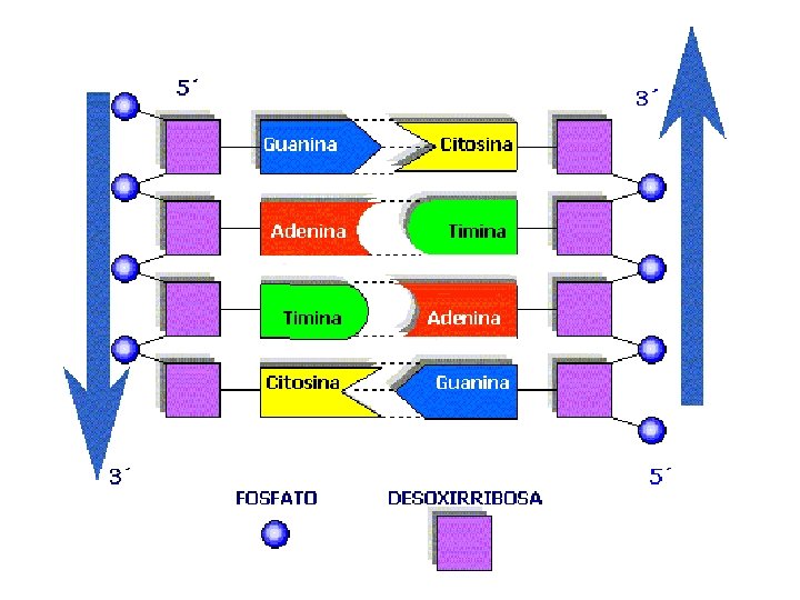 http: //www. virtual. unal. edu. co/cursos/cienci as/2000024/images/01_01_19_adn. gif 
