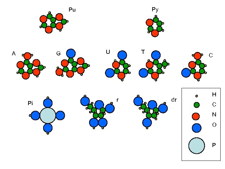 Py Pu A G Pi U T r C dr H C N O