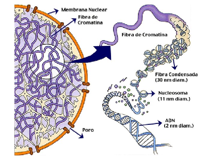 http: //www 7. uc. cl/sw_educ/biologia/bio 100/ imagenes/6 b 63 dc 34 a 28 filename.