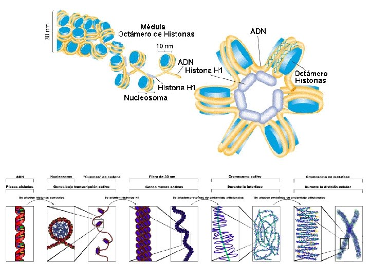 http: //pendientedemigracion. ucm. es/info/ge netica/grupod/Cromoeuc/NUCLEOS 3. BMP http: //3. bp. blogspot. com/8 it. BLQR