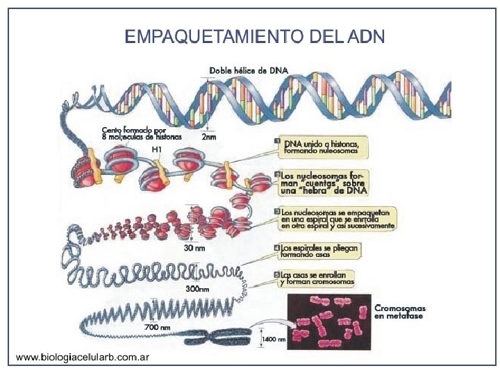 http: //2. bp. blogspot. com/_g. Qs. W 0 Vsi 72 A/T OWD 4 P