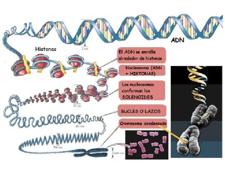 http: //ciencies. escorialvic. org/wpcontent/uploads/2012/11/9 -6. gif. jpeg 