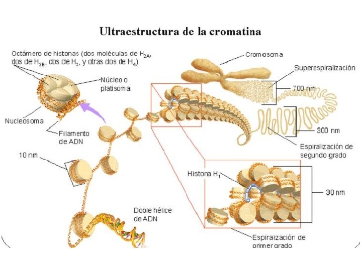 http: //ciencies. escorialvic. org/wpcontent/uploads/2012/11/cromatinaultraest ruc. jpg 