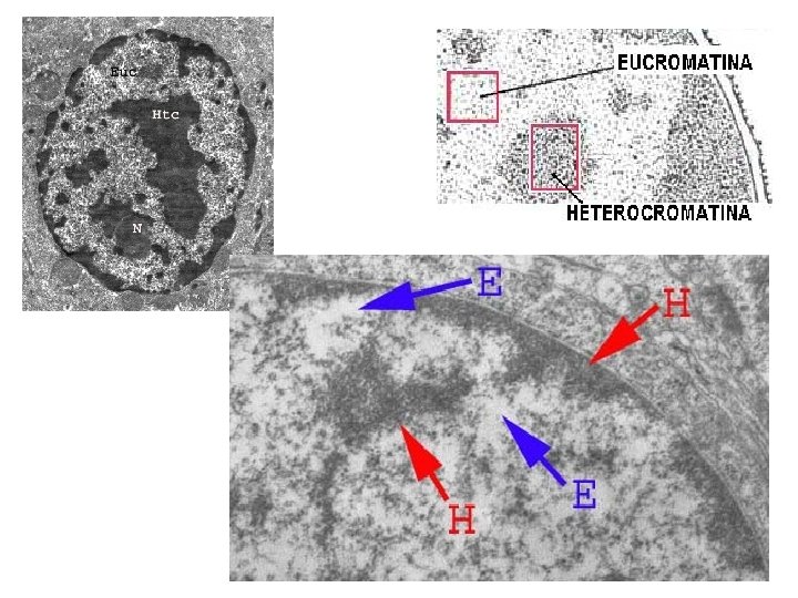 http: //ww w. eweb. u nex. es/e web/histo logiavete rinaria/Fo tos/nuce o. gif http: