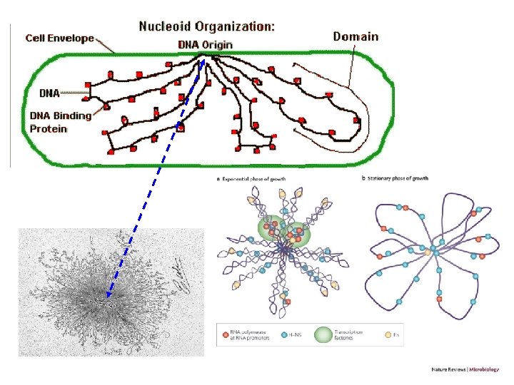 http: //biology. kenyon. edu/courses/biol 114/ Chap 01/bact_nucleoid. gif http: //www. natu re. com/nrmicro/ journal/v