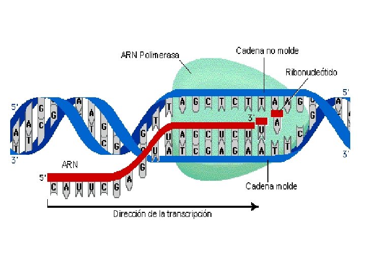 http: //www. maph 49. galeon. com/arn/startrans. gif 