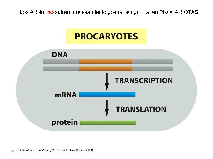 Los ARNm no sufren procesamiento postranscripcional en PROCARIOTAS http: //test. classconnection. s 3. amazonaws.