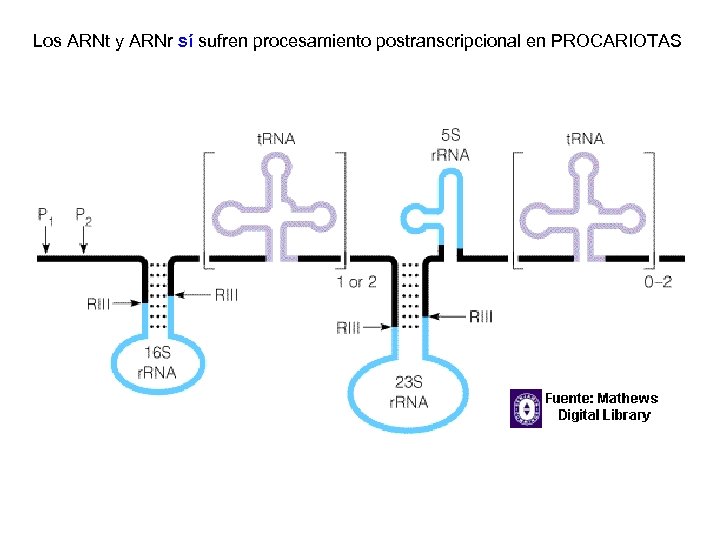 Los ARNt y ARNr sí sufren procesamiento postranscripcional en PROCARIOTAS http: //1. bp. blogspot.
