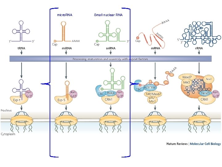 micro. RNA Small nuclear RNA http: //www. nature. com/nrm/journal/v 8/n 10/i mages/nrm 2255 -f