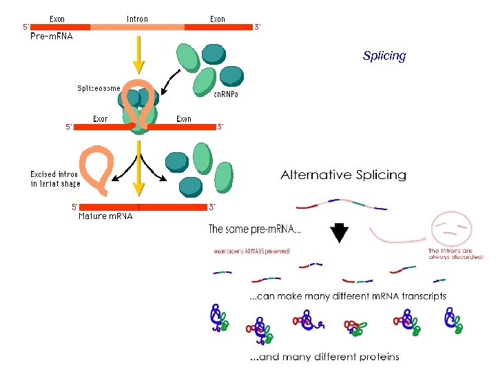 Splicing http: //www. ehu. es/biomol eculas/an/jpg/euk_splice. gif http: //cnx. or g/content/m 11416/lates t/alternative _splicing.