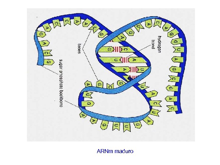 http: //tigger. uic. edu/class es/phys 461/phys 45 0/ANJUM 04/RNA_sstran d. jpg ARNm maduro 