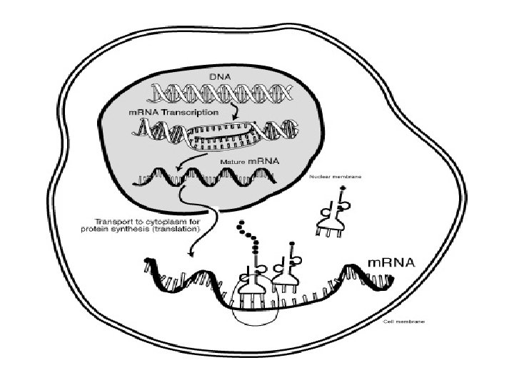 http: //www. accessexcellence. o rg/RC/VL/GG/images/mrna. gif 