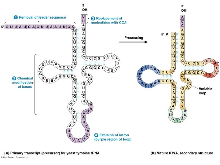 http: //www. mun. ca/biology/desmid/brian/BI OL 2060/BIOL 2060 -21/21_15. jpg 