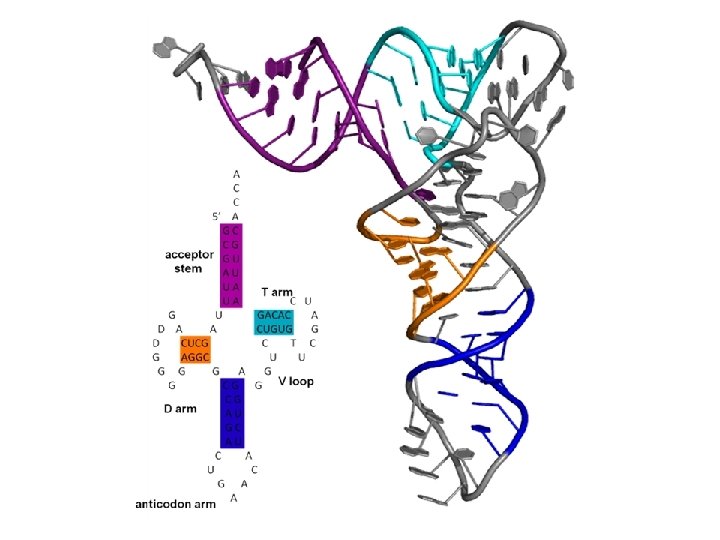 http: //upload. wikimedia. org/wiki pedia/commons/b/bf/TRNA_all 2. png 
