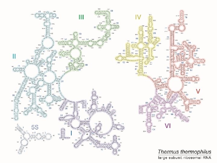 http: //rna. ucsc. edu/rnacenter/images/figs/th ermus_23 s_2 ndry. jpg 