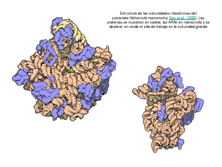Estructura de las subunidades ribosómicas del http: //mcmanuslab. uc procariota Haloarcula marismortui; Ban et