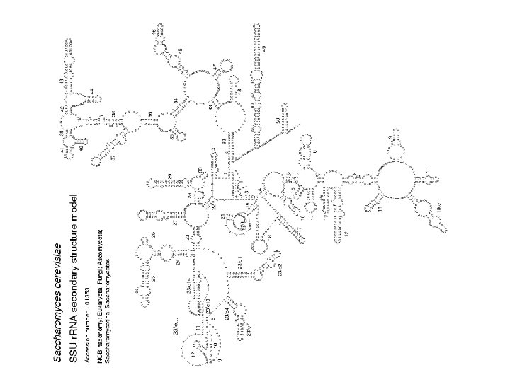 http: //nar. oxfordjournals. org/content/suppl/ 2001/12/18/30. 1. 183. DC 1/Scer_E_SSU_1 50 dpi. gif 