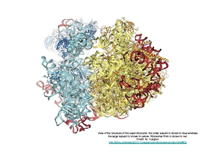 View of the structure of the yeast ribosome: the small subunit is shown in