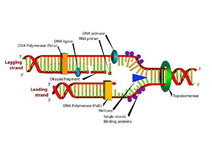 http: //adapaonline. org/images/biobook_ima ges/Enzymes%20 replicate%20 DNA%20 Im age%202. png 