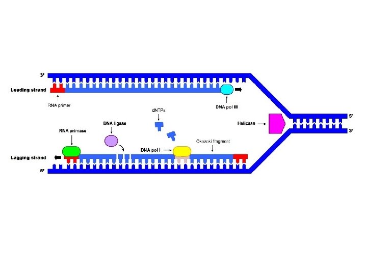 http: //www. ib. bioninja. com. au/_Media/dna_ replication_med. jpeg 