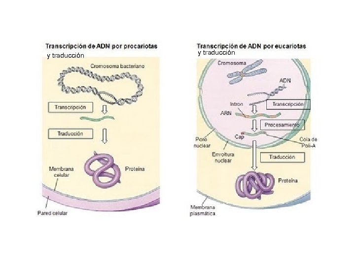 y traducción http: //2. bp. blogspot. com/hgmn. Mnc. Be. WA/UAwuj_f. DLh. I/AAAA AF 8/g