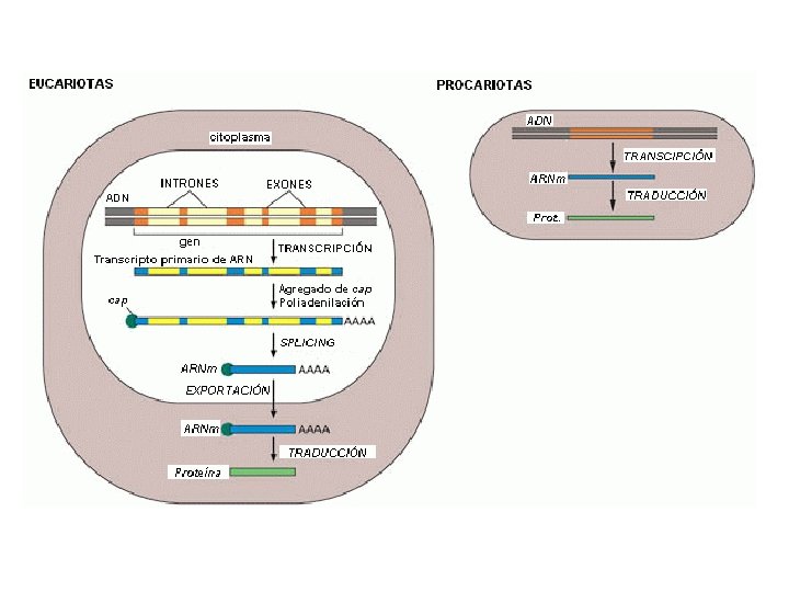 http: //uvigen. fcien. edu. uy/utem/Infgen/arn m. gif 