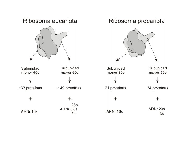 http: //genomasur. com/lecturas/11 -21 -G. gif 